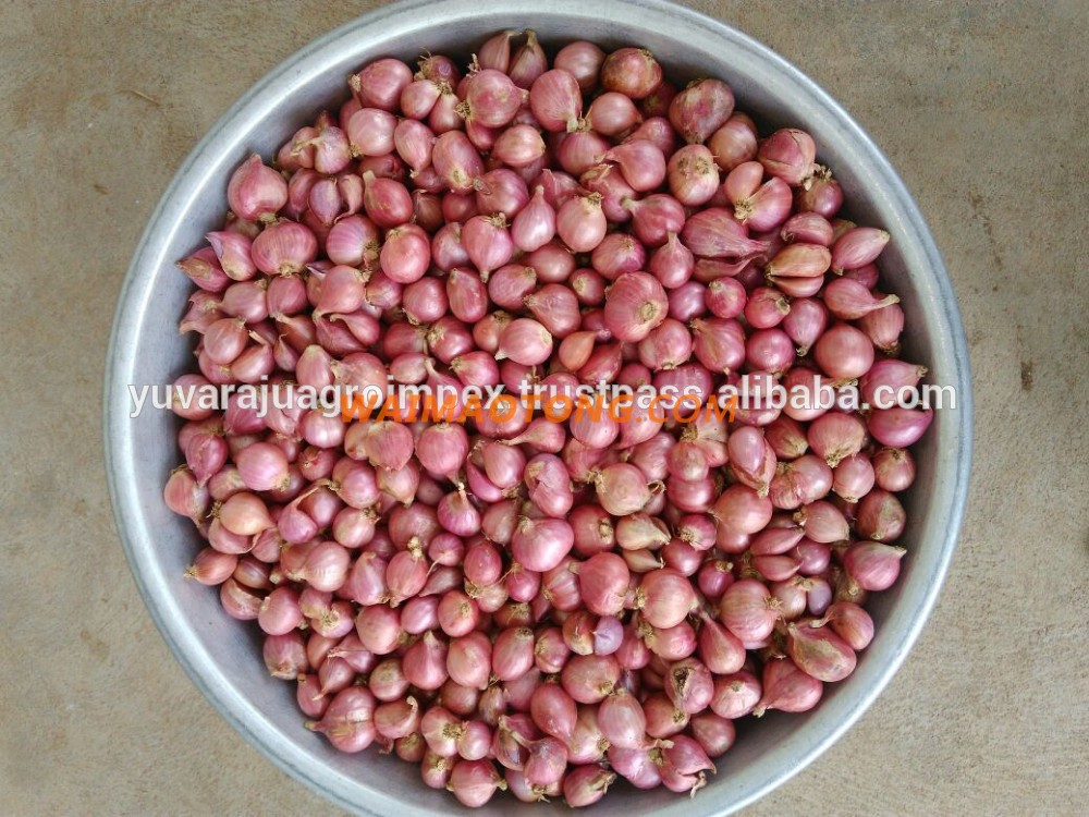 Fresh Vegetables Indian Small onion Exporters