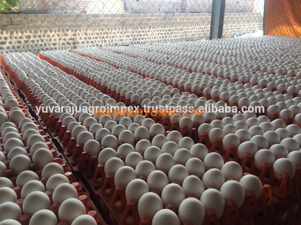 Fresh White Shell Egg Exporter For Australia/US/UK/UAE/Egypt/Iran/Iraq/Turkey