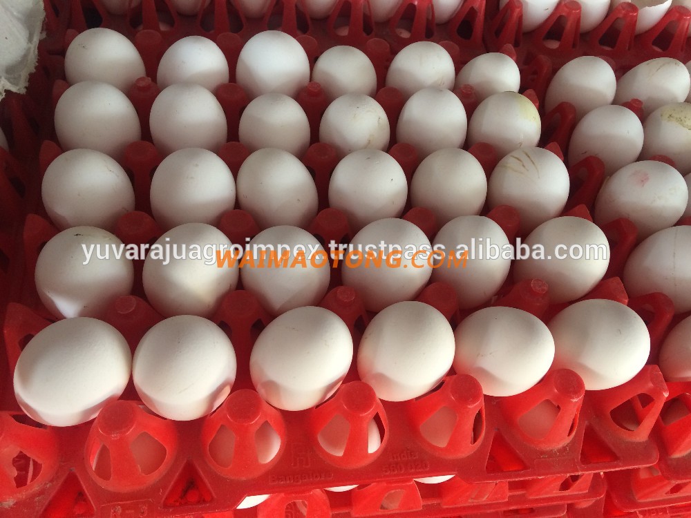 Fresh White Shell Egg Exporter For Australia/US/UK/UAE/Egypt/Iran/Iraq/Turkey