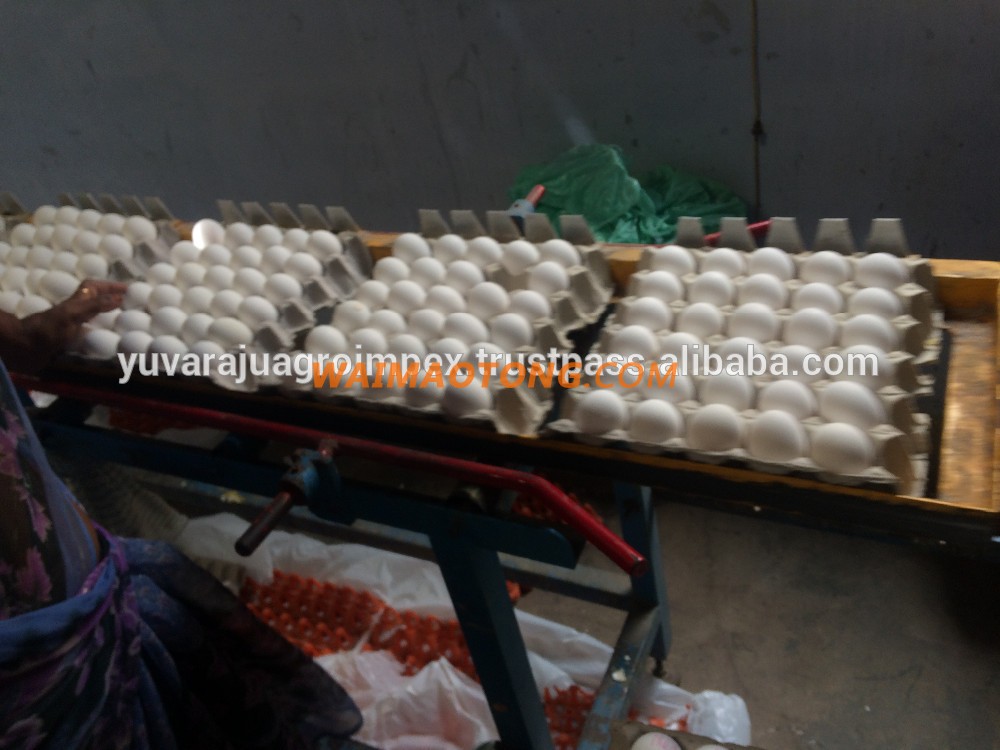 Fresh White Shell Egg Exporter For Australia/US/UK/UAE/Egypt/Iran/Iraq/Turkey