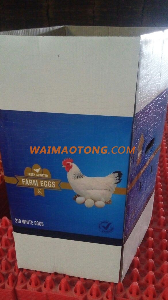 Fresh White Shell Egg Exporter For Australia/US/UK/UAE/Egypt/Iran/Iraq/Turkey