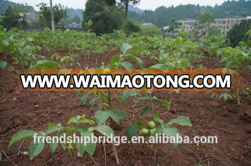 Nursery Chandler Walnut Seedlings