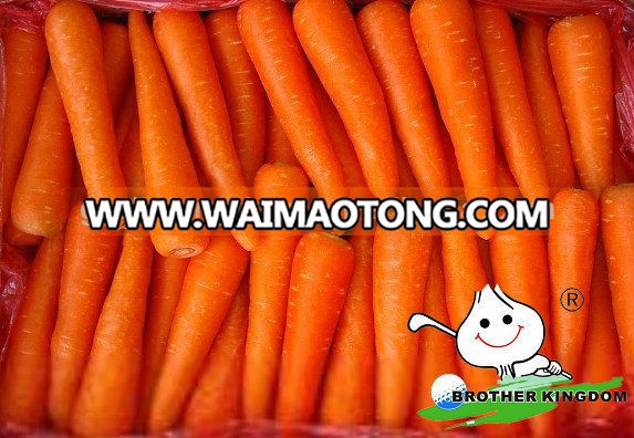 Carrots In Agriculture,Fresh Carrot Factory Price,Bulk Fresh Carrots