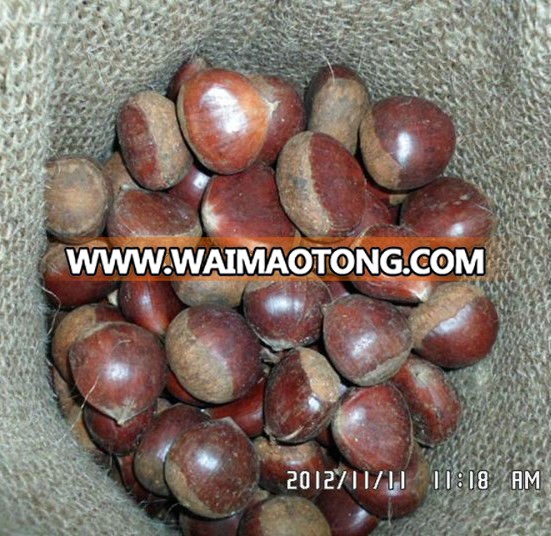 fresh chestnut,chestnuts wholesale