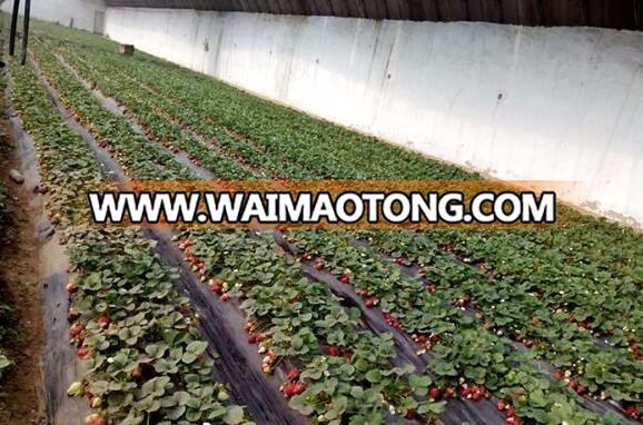 product specification of strawberry