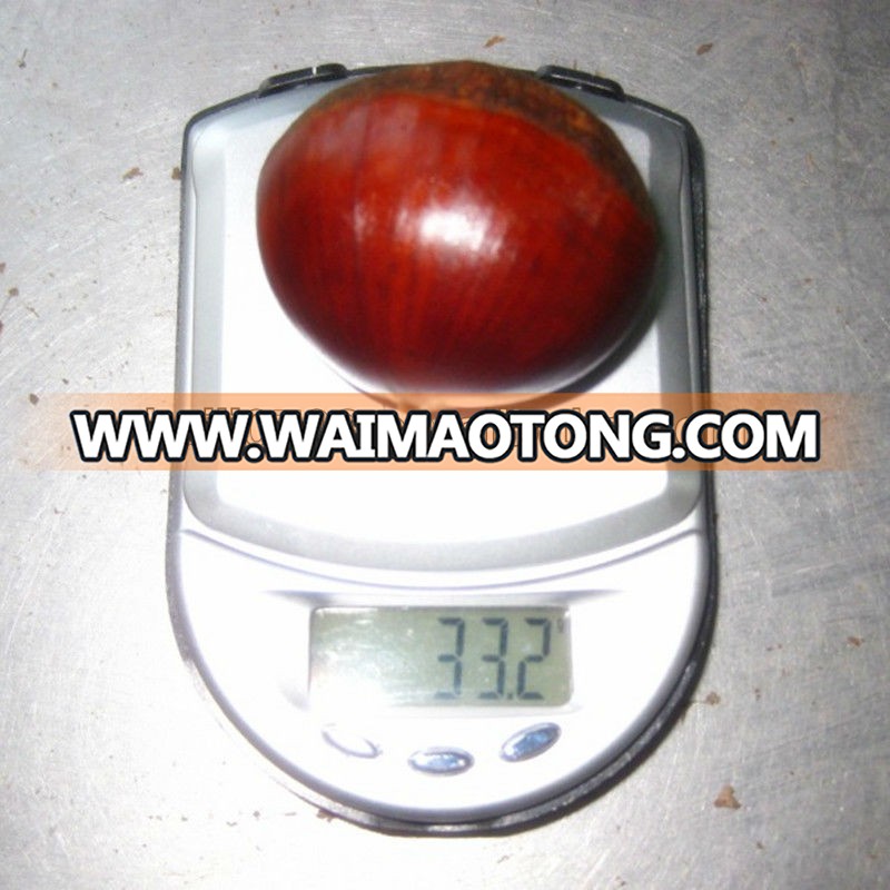 2013 italian chestnut 40-50pc/kg 40-60pc/kg etc