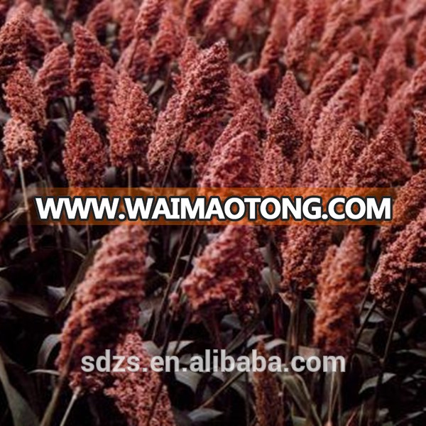 sorghum price can be very competitive