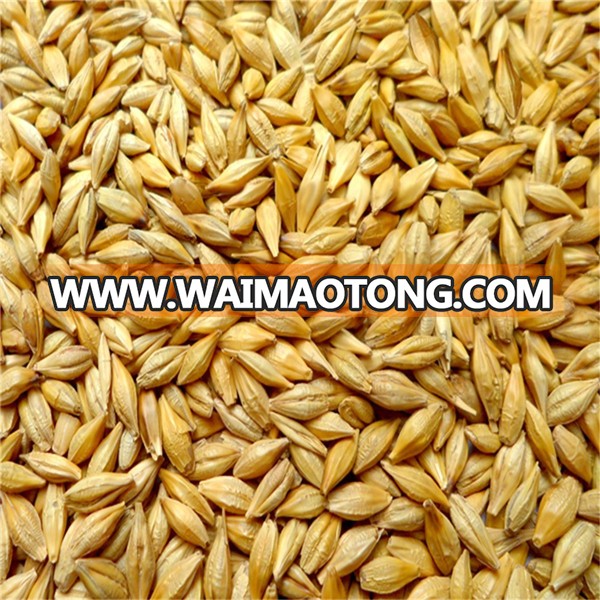 feed barley from Ukraine origin with high quality