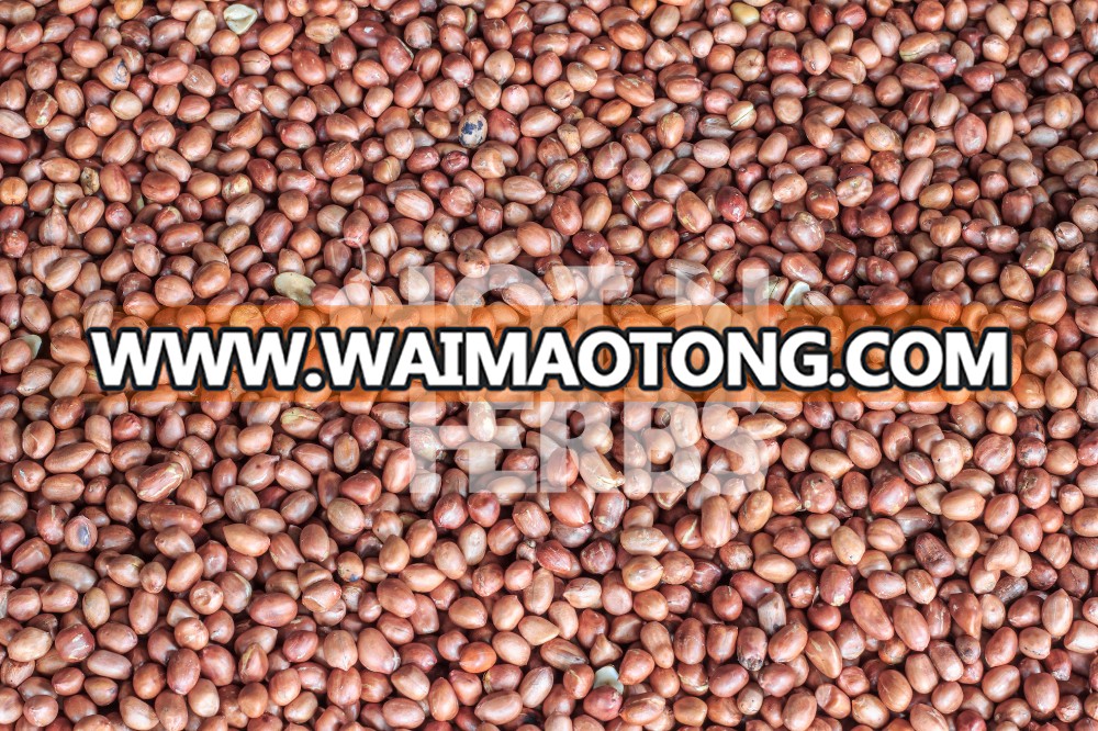 Wholesale High Grade Peanuts Available for Exporters