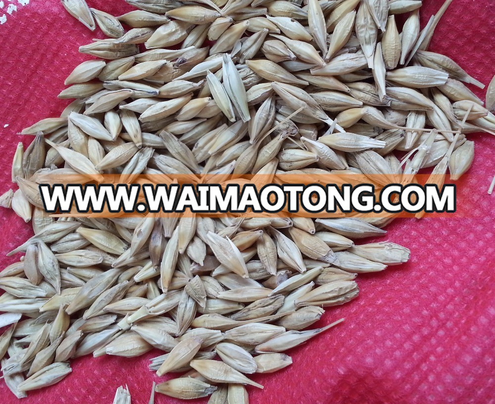 High Quality Healthy Organic Barley Seeds