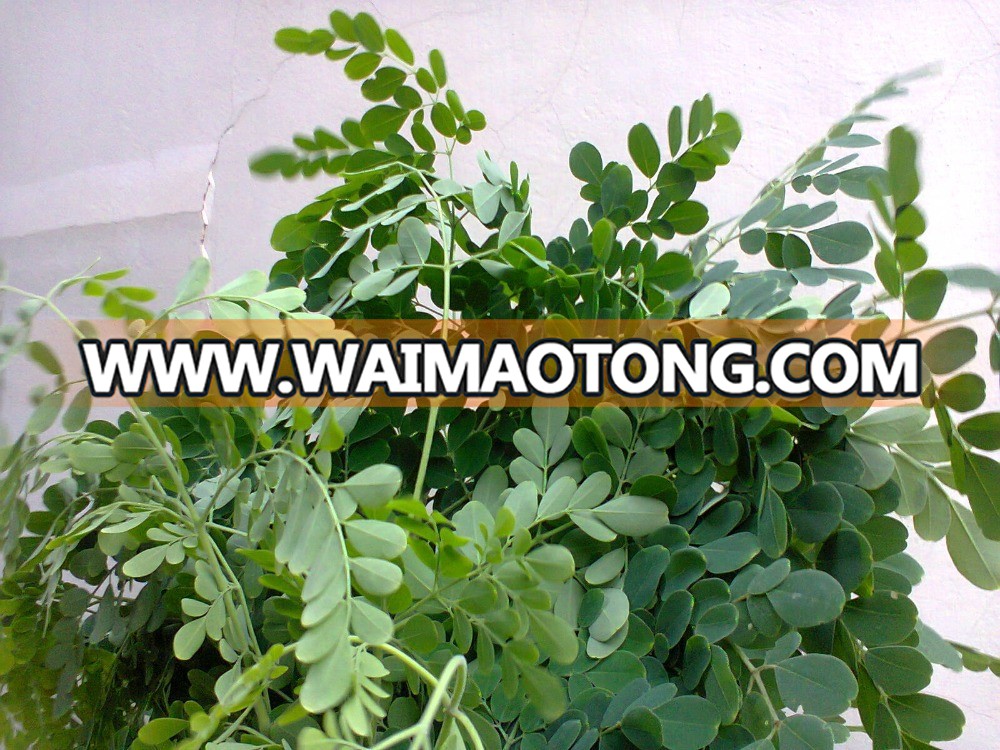 Moringa Oleifera Leaves Dried