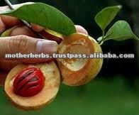 High Quality Pure Nutmeg Seed Extract Suppliers