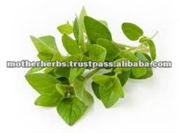 Herbal Oregano Oil For Healthcare Supplements