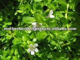 bacopa mo<em></em>nnieri extract bacoside