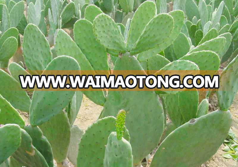 wholesale manufacturer bulk Cactus powder