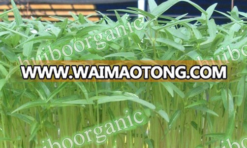 wholesale bulk Organic Buckwheat grass powder with best price