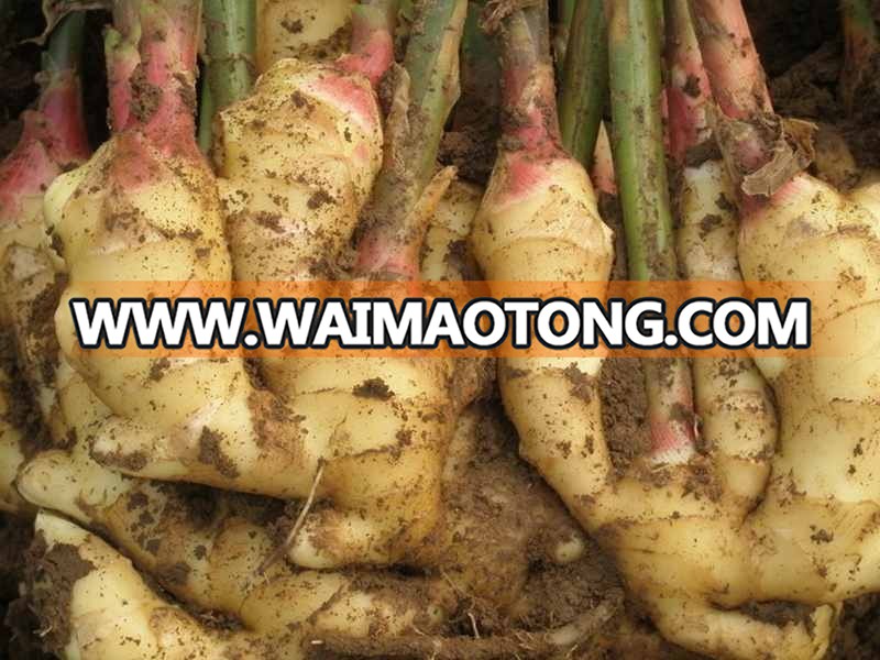 Organic Ginger oil / bulk ginger oil wholesale price