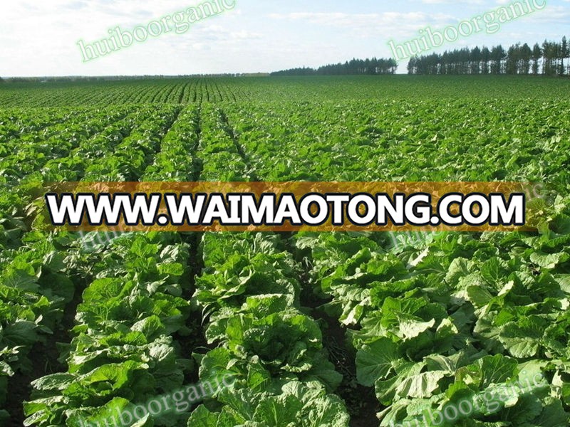 Freeze Dried Chinese cabbage powder / water-soluble Chinese cabbage Extract Powder