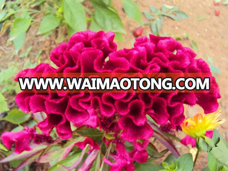 Cockscomb flower extract / cockscomb seed extract