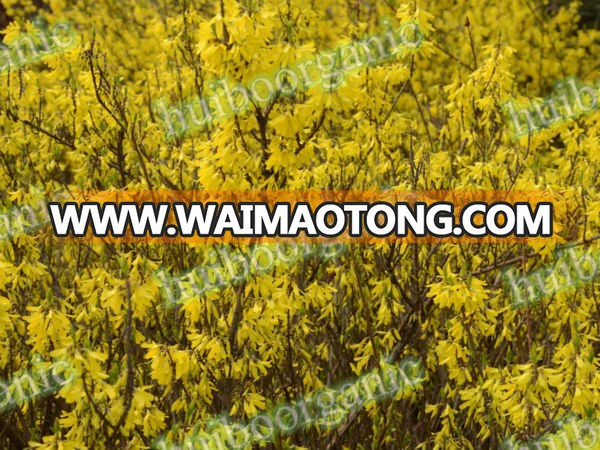 organic Forsythia extract / Weeping(Fructus) Forsythia Extract/ Forsythin phillyrin