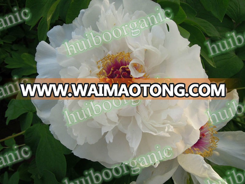 Paeo<em></em>nol / Cortex moutan extract / Tree peony bark extract