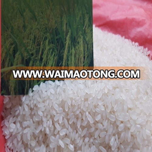 FACTORY PRICE OF 5% BROKEN CALROSE RICE WITH GOOD QUALITY