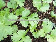 HIGH YIELD CORIANDER SEEDS VERITIES OF MARUTI AGRI SEEDS