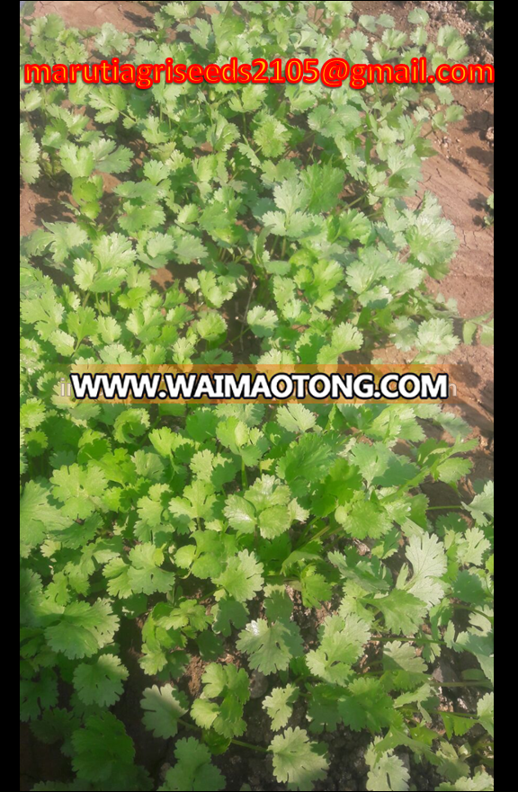 BULK VEGETABLE SEEDS KALAMI CORIANDER SEEDS FOR EXPORT