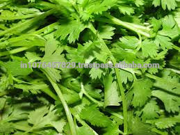 CORIANDER SEED (MARUTI MADHUR ) FOR Afghanistan