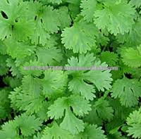 BULK VEGETABLE SEEDS CORIANDER SEEDS FOR EXPORT