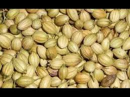 Best Prices Of High Quality Organic Coriander Seeds