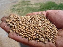 Best Prices Of High Quality Organic Coriander Seeds